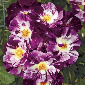 rosepurplesplash1.jpg